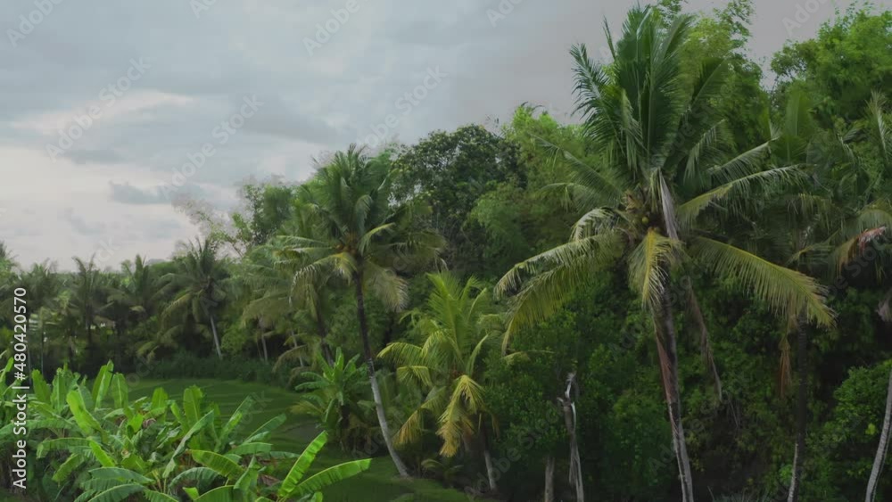 Drone flyby of large green palm trees on them against background of green jungle thickets and blue cloudy sky with clouds. Tropical plants in daytime with branches fluttering in wind. Jungle landscape Drone flyby of large green palm trees on them against background of green jungle thickets and blue cloudy sky with clouds. Tropical plants in daytime with branches fluttering in wind. Jungle landscape