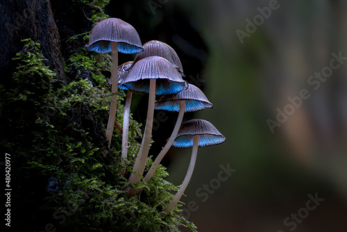 Photo mushroom in the forest