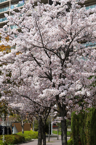 集合住宅の敷地に咲く桜