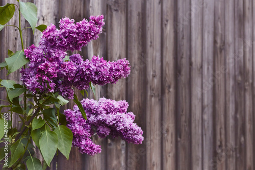 Lilac Branch on Spring Background. Lilacs blooming on background of wooden fence. Copy space.