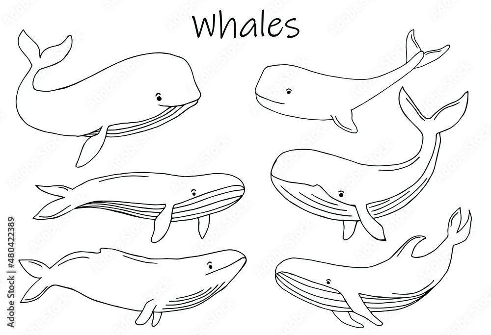 Collection hand drawn whales isolated on white background. Giant sea and ocean creatures ...