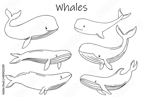 Collection hand drawn whales isolated on white background. Giant sea and ocean creatures. Coloring book page design for adults and kids