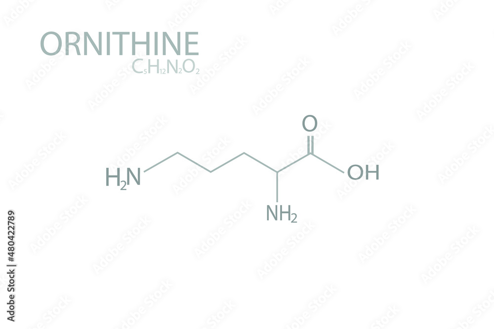 Ornithine molecular skeletal chemical formula. Ornithine molecular skeletal chemical formula.