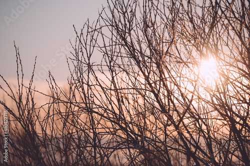 Tree branches in winter at sunset.