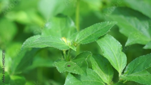 Synedrella nodiflora (also called Ucacou Adans, Verbesina nodiflora, Eclipta latifolia, Blainvillea latifolia, Ecliptica latifoliaWedelia cryptocephala, Ucacou nodiflorum, Nodeweed) in the garden. photo