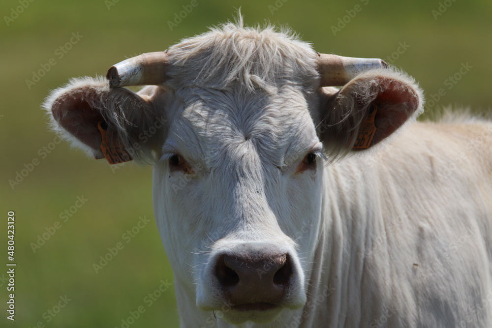 vache Blonde D' Aquitaine
