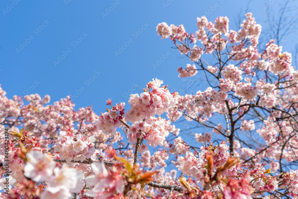 文京区　小石川植物園の桜