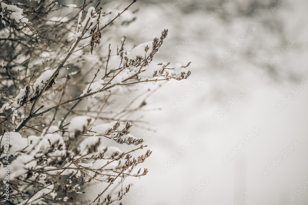 Obraz premium White snow on a bare tree branches on a frosty winter day, close up. Natural background. Nature background.