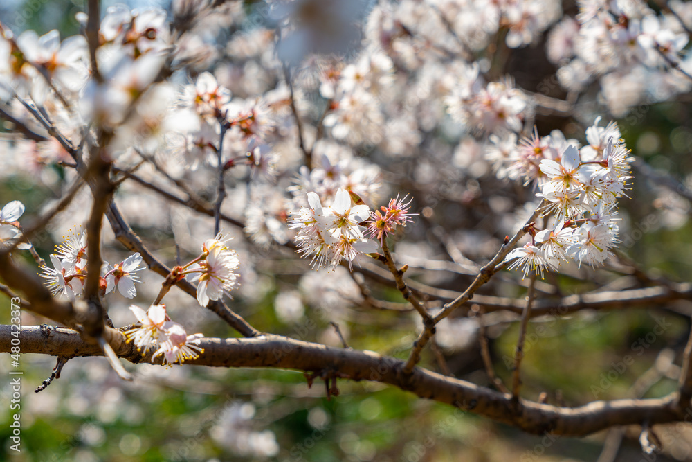 文京区 小石川植物園の桜 文京区 小石川植物園の桜
