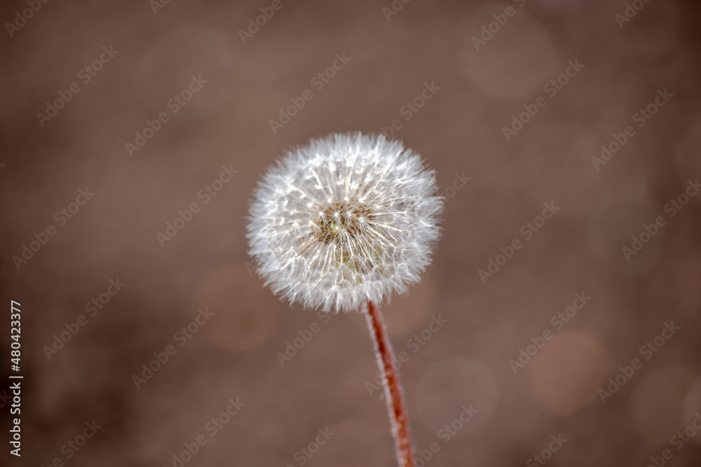 White dandelion on a brown background. Close-up. White dandelion on a brown background. Close-up.