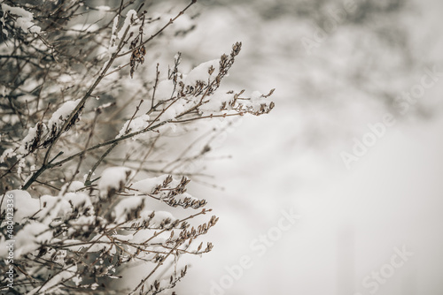 White snow on a bare tree branches on a frosty winter day, close up. Natural background. Nature background. © Reda