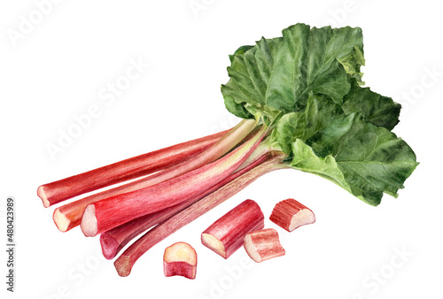 Rhubarb composition watercolor illustration isolated on white background. photo