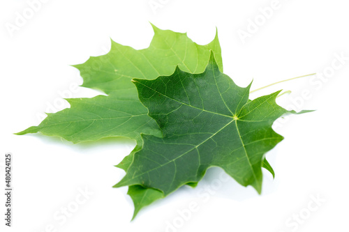 green maple leaf isolated on white background
