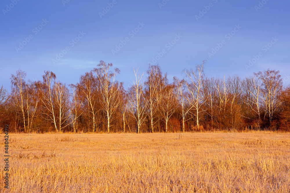 Birches in the field at sunset Birches in the field at sunset