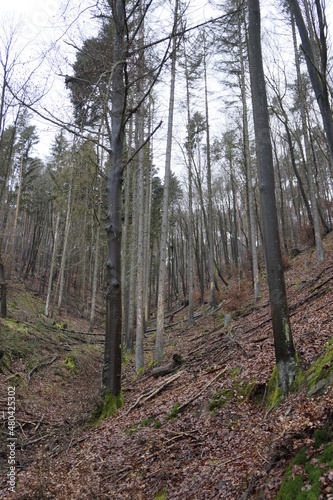 Wald in Bad Dürkheim 