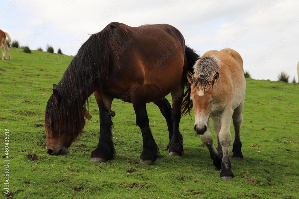 Fototapeta premium Chevaux Pays Basque