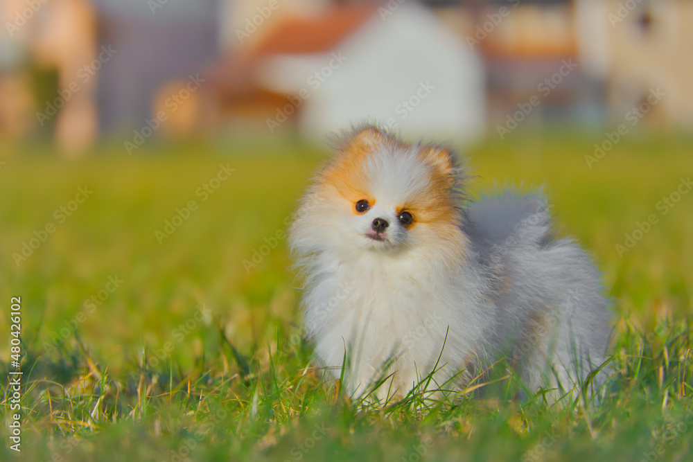 Happy Pomeranian