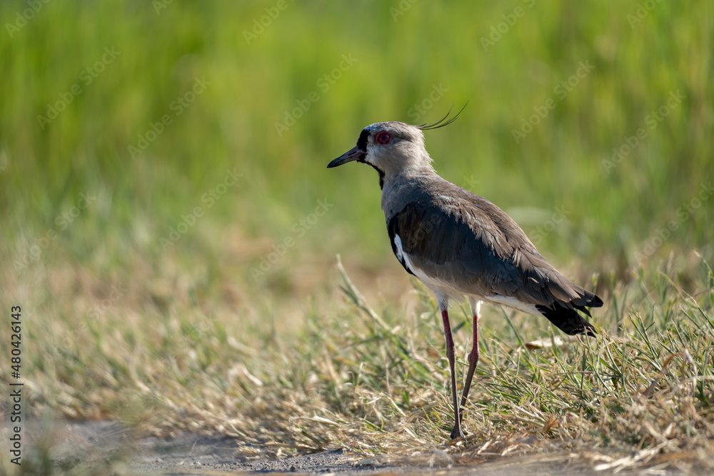 South American bird Vanellus chilensis in its natural habitat South American bird Vanellus chilensis in its natural habitat