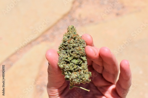 Hand Holding Cannabis Marijuana Bud 