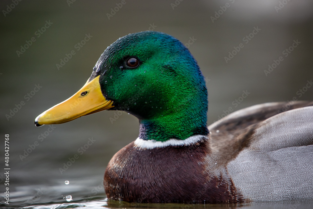 Obraz premium stockente close up