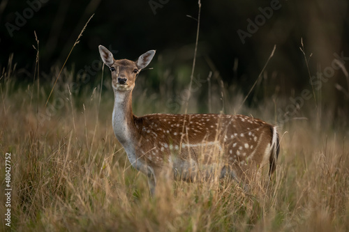 A female roe deer animal in the forest