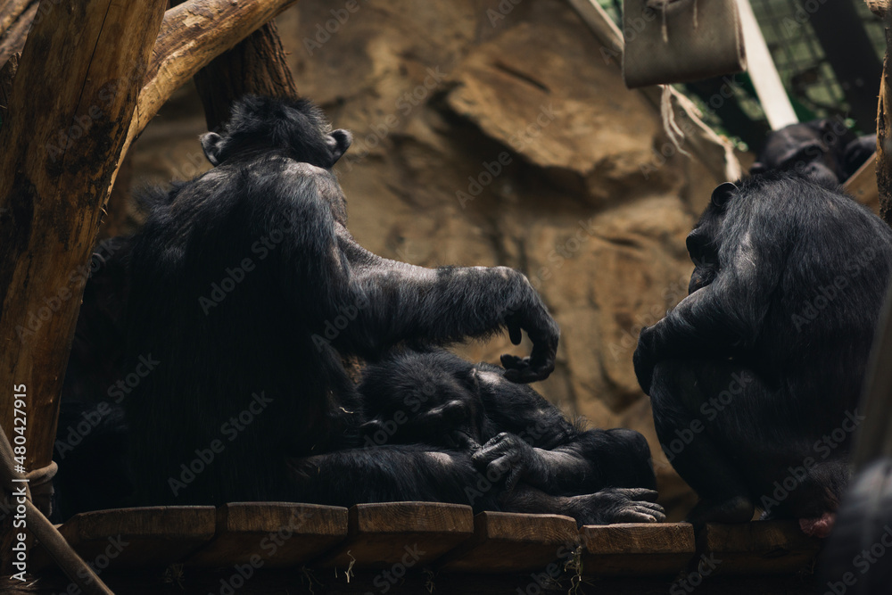 A group of chimpanzees at the zoo - obrazy, fototapety, plakaty 