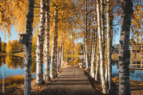 Trail leading past birch trees. The leaves glow a beautiful orange colour above the path leading to the table where you can have snack. Wonderful place to rest and relax in Sotkamo  Kainuu  Finland