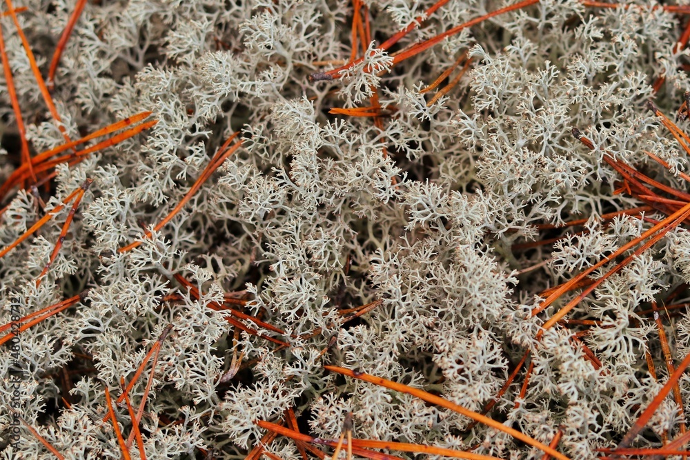 Soft Cladonia is a species of lichen of the genus Cladonia. Soft Cladonia is a species of lichen of the genus Cladonia.