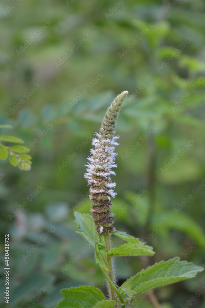 close up of a flower