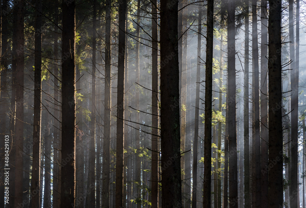 Sun rays passing through the pine forest. Sun rays passing through the pine forest.