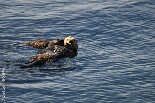 A sea otter with babies in the Pacific Ocean bay 