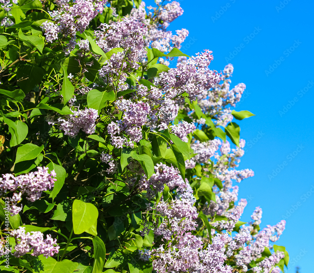 blooming lilac