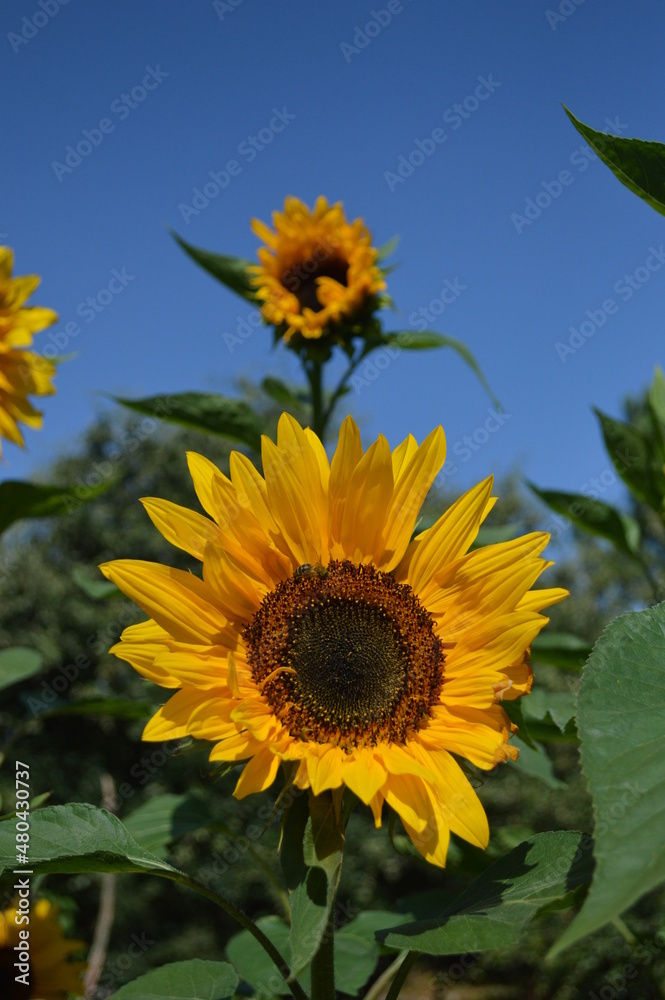 Fototapeta premium sunflower field with sky in summer
