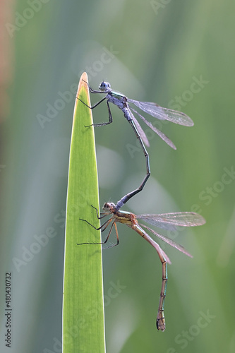 Emerald damselfly, also known as common spreadwing, male and female mating photo