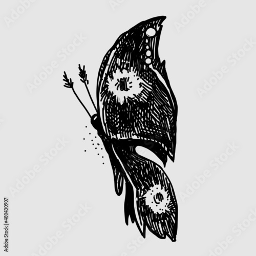 Beautiful hand drawn butterfly. Graphic element. Drawn doodle nature design.