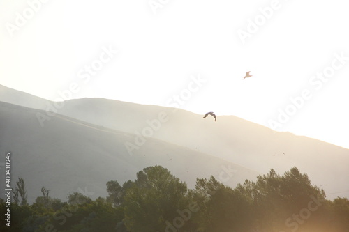 Birds flying over sunlight.
Mountain view with birds.