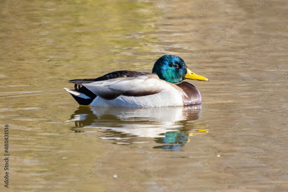 Obraz premium Male mallard or wild duck (Anas platyrhynchos)