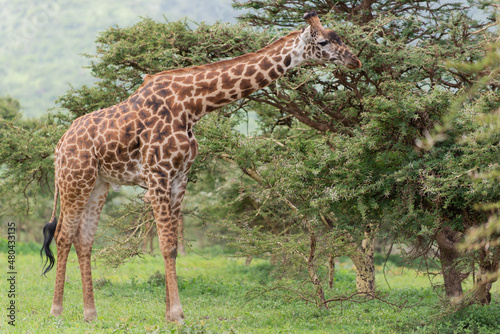 Giraffe