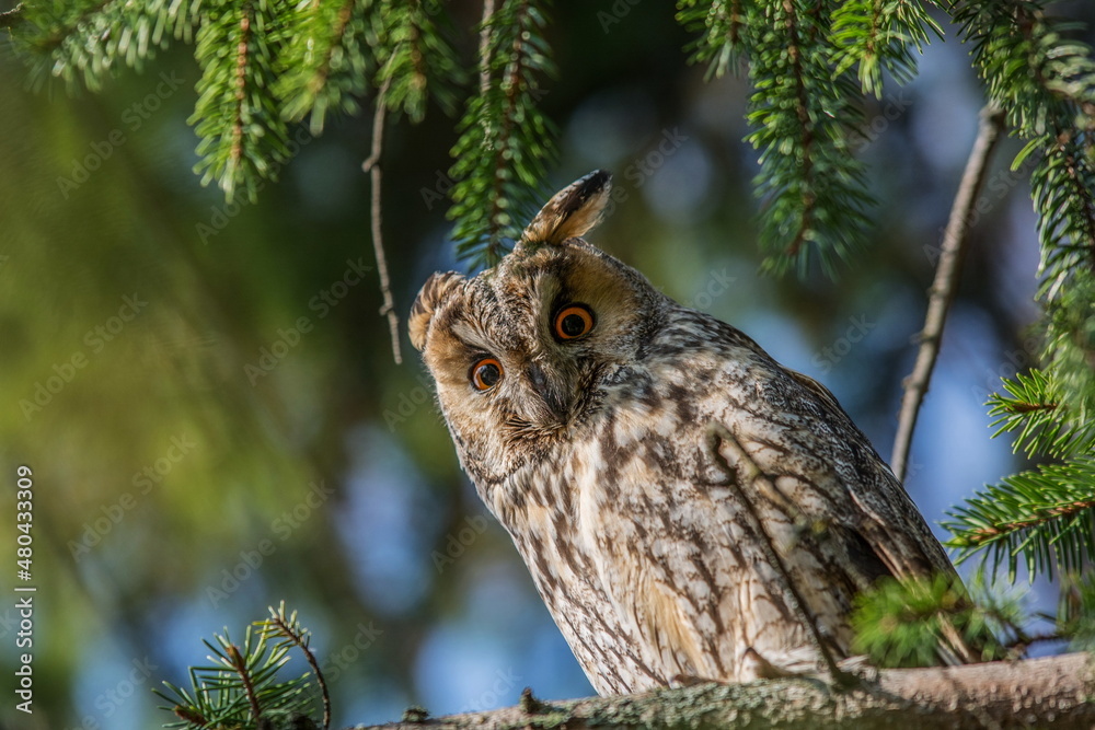Fototapeta premium Owl on a tree