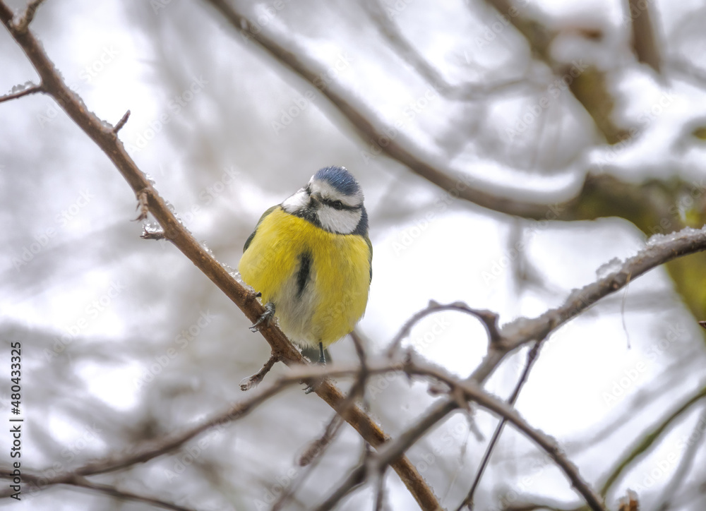 Fototapeta premium Blue tit bird sitting on a snow covered tree