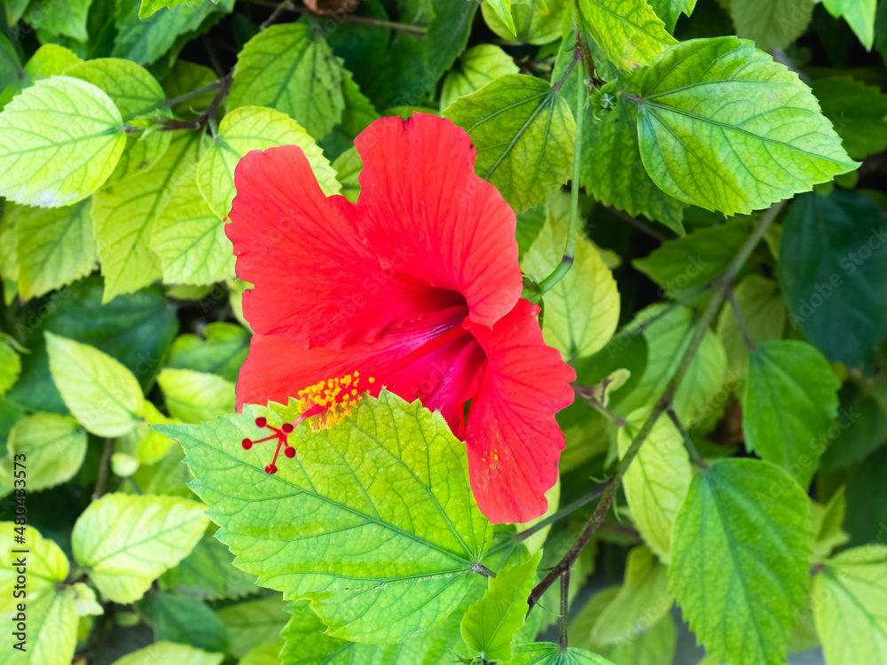 Red Hawaiian hibiscus flower in bloom Red Hawaiian hibiscus flower in bloom