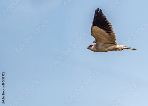Black Shouldered Kite flying wings up