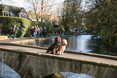 Dogs in Bourton on the Water