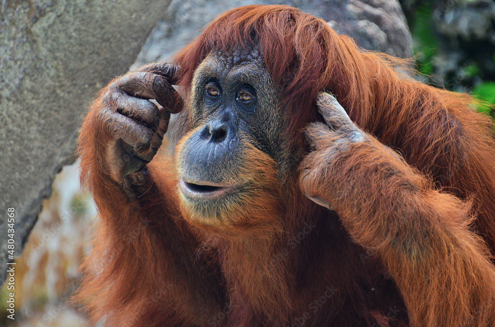 Fototapeta premium Orang-Utan Hear no evil