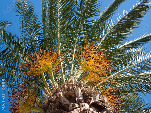 Phoenix dactylifera  Date  Date palm  Keureuma  Korma  Date-palm