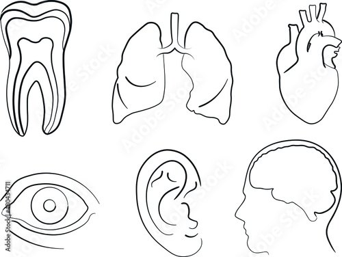 medical illustration, teeth, lungs, heart, eye, ear, brain, head