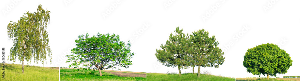 Spruce, pine, birch and walnut on green field isolated on white
