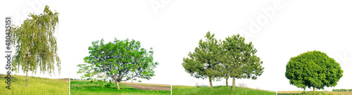Spruce  pine  birch and walnut on green field isolated on white