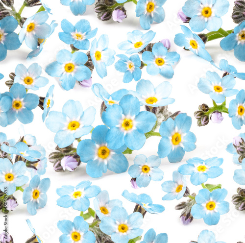 Beautiful blue forget-me-nots flowers seamless pattern on white background. Floral texture for design, textile and background.