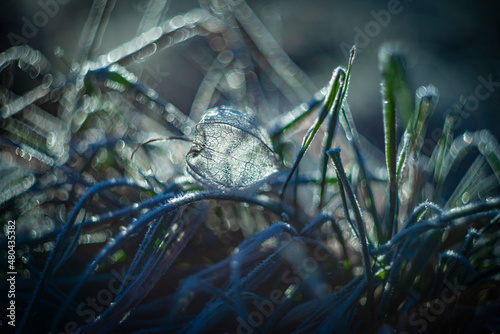 artistic picture with Shallow depth of field - frozen plants in the garden